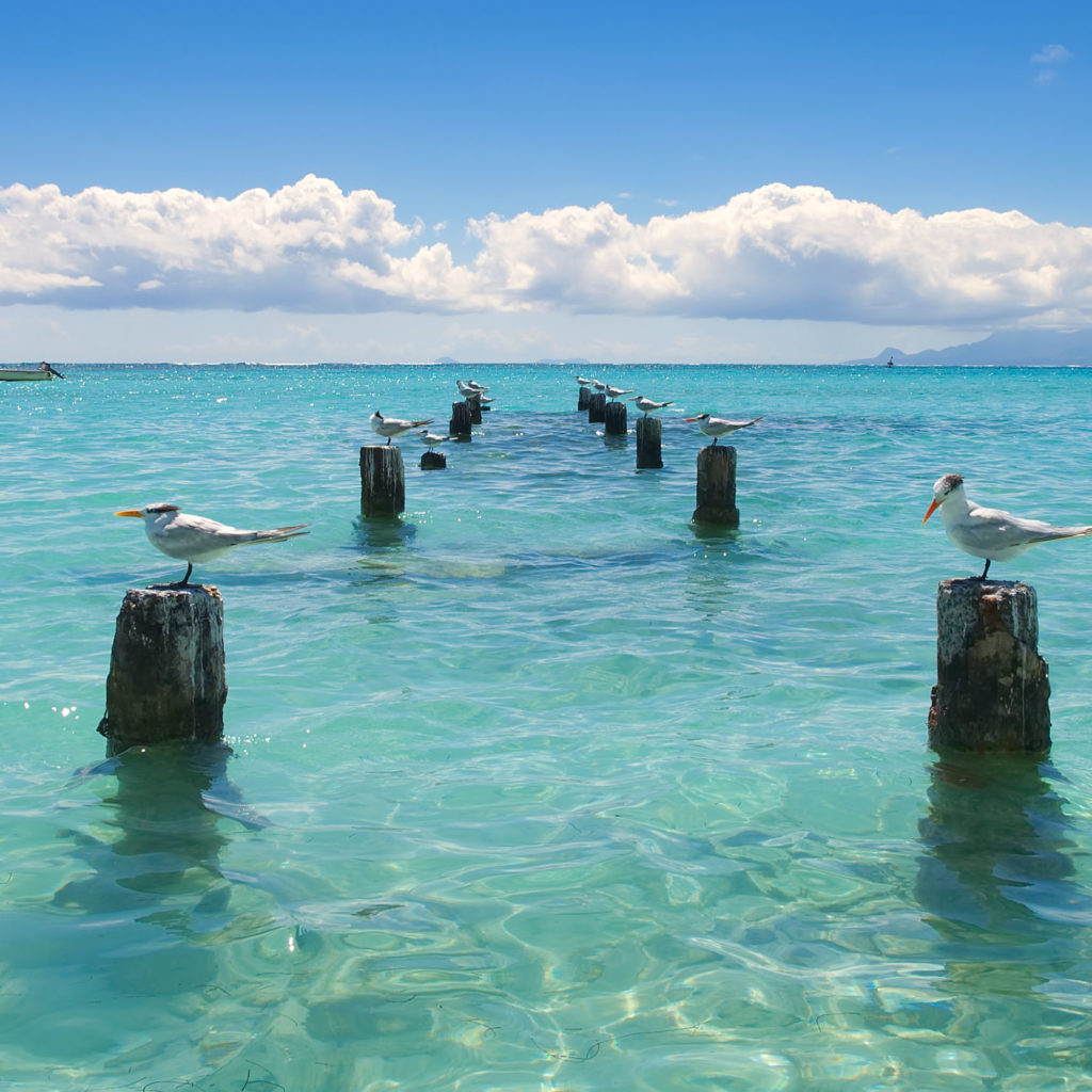Seagull - Anse de Saint Anne - Guadeloupe - Caribbean tropical island