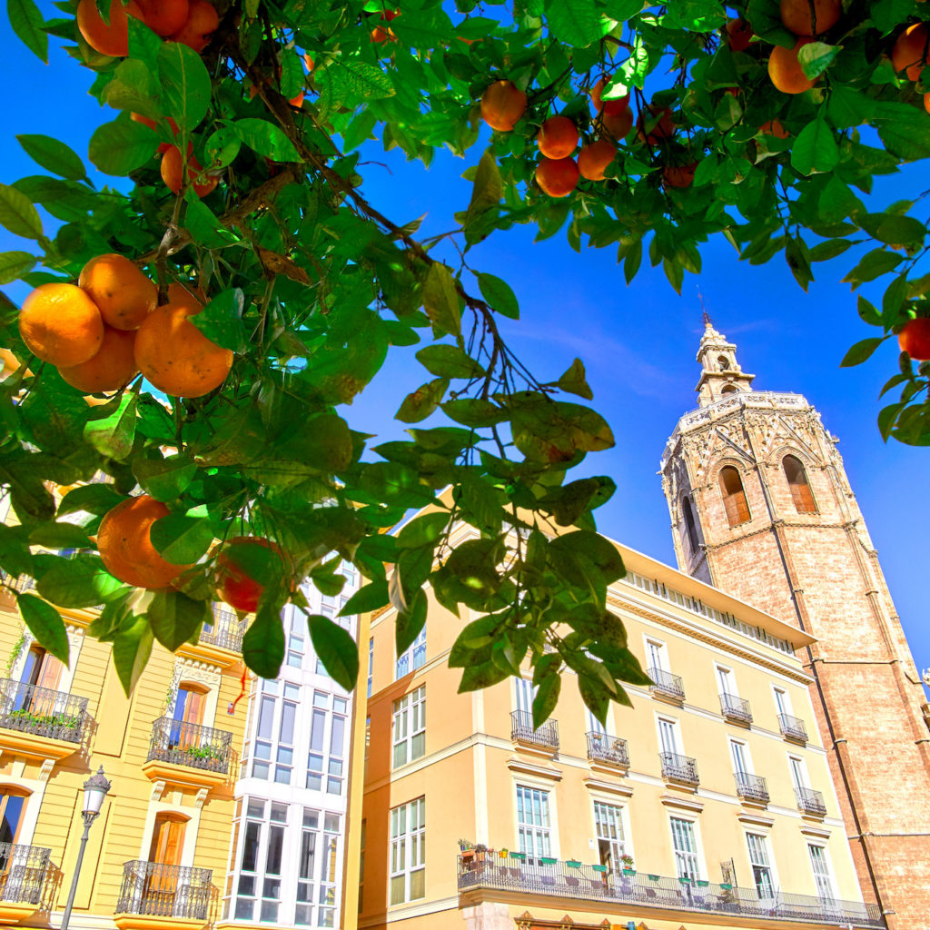 Valencia, Spain Plaza de la Reina with Orange Tree.