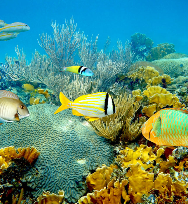 Underwater landscape in an healthy coral reef with colorful tropical fish