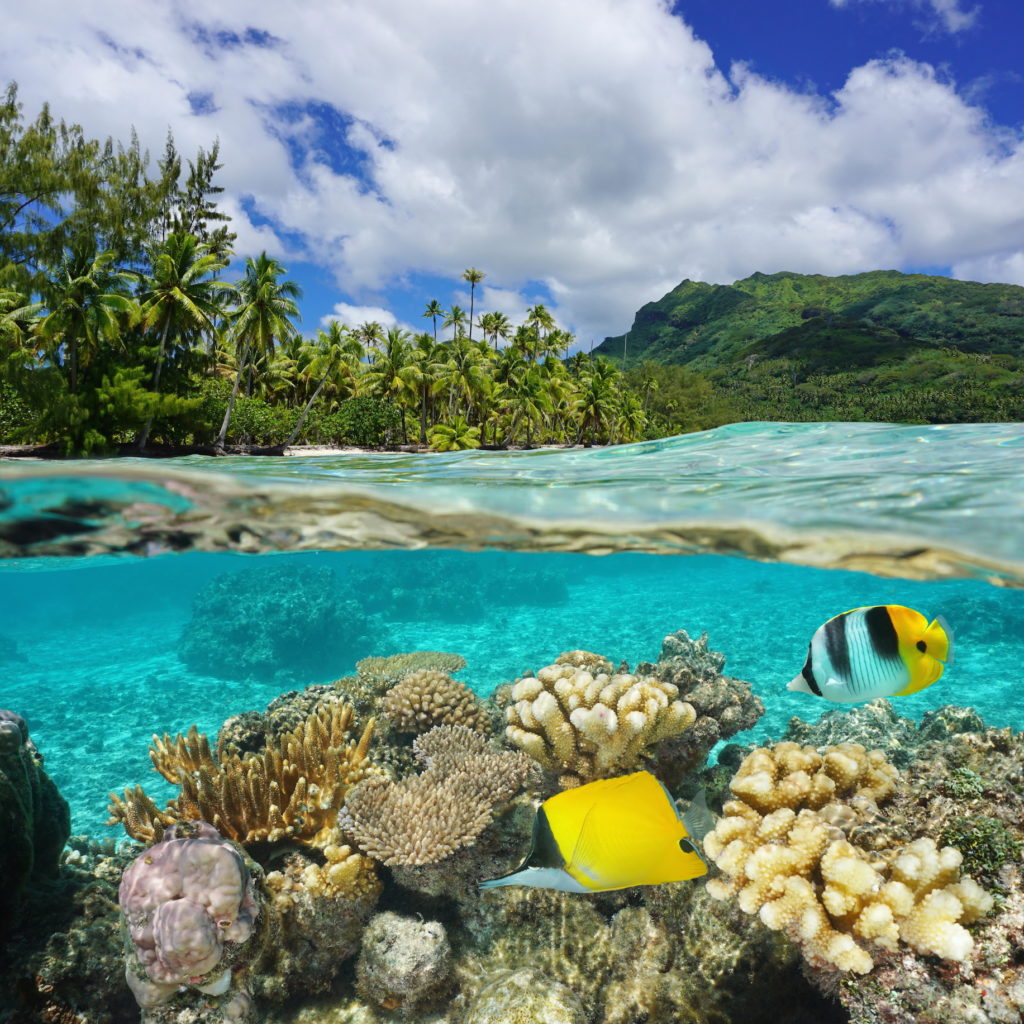 Above and below water surface in the lagoon of Huahine near lush shore with corals and tropical fish underwater split by waterline, Pacific ocean, French Polynesia